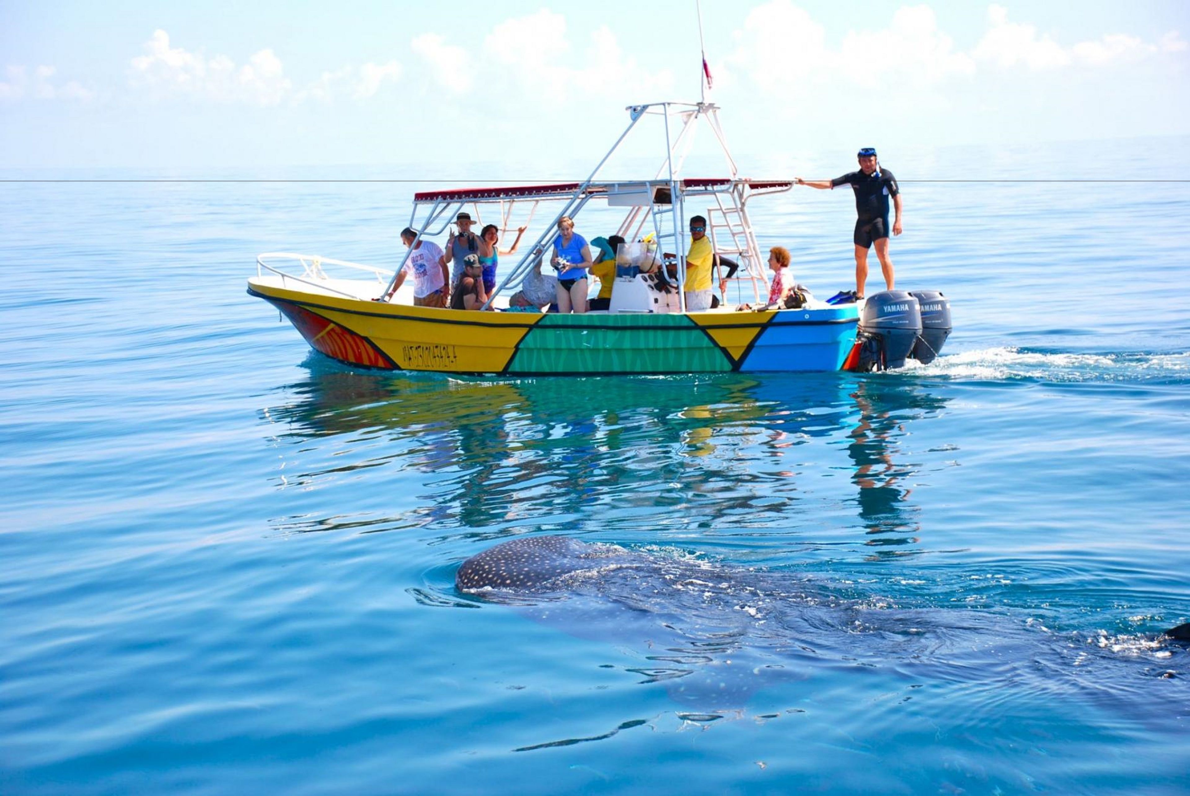 Un barco con pasajeros y una ballena nadando cerca.