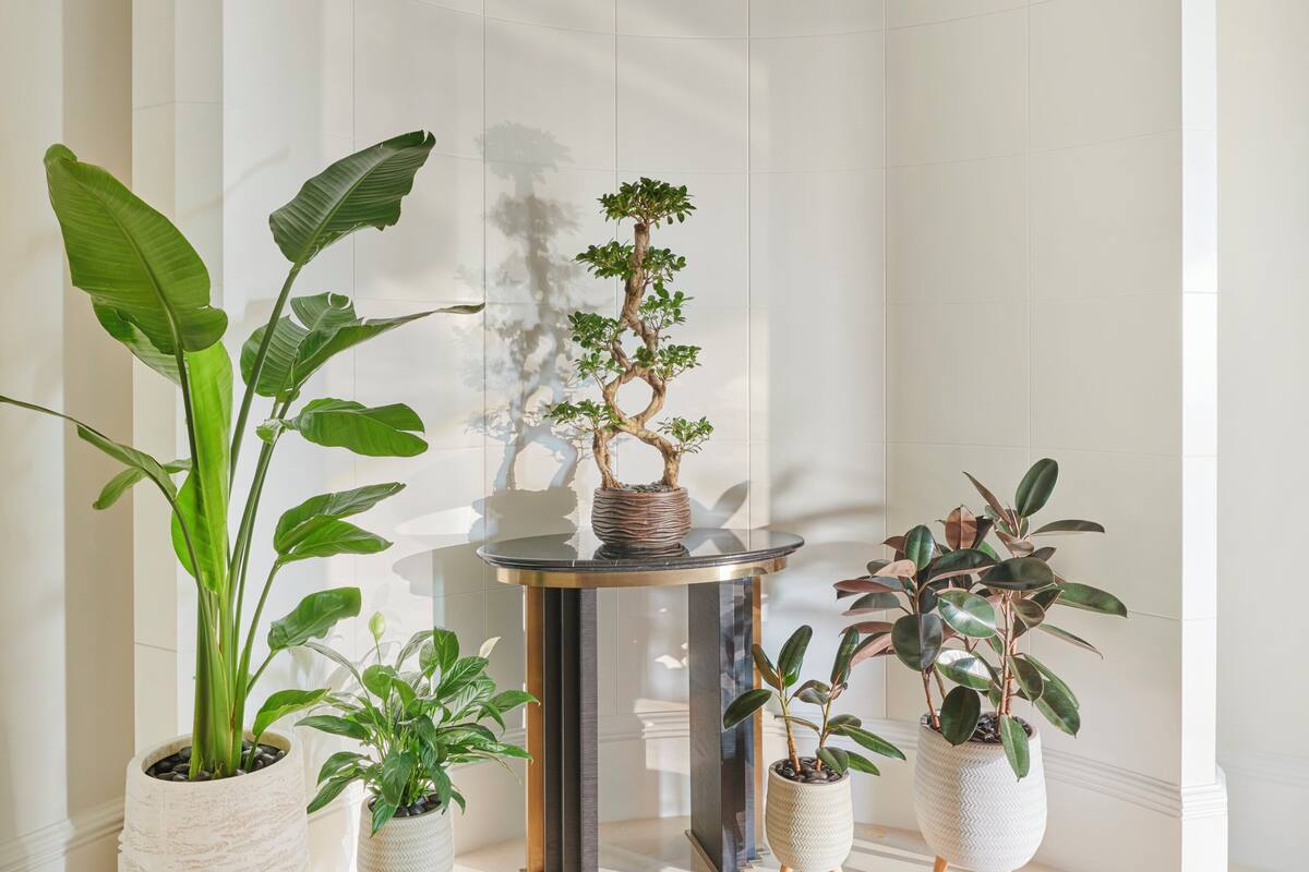A modern interior with a round table surrounded by potted plants, including a bonsai tree, in a bright, white-walled room.