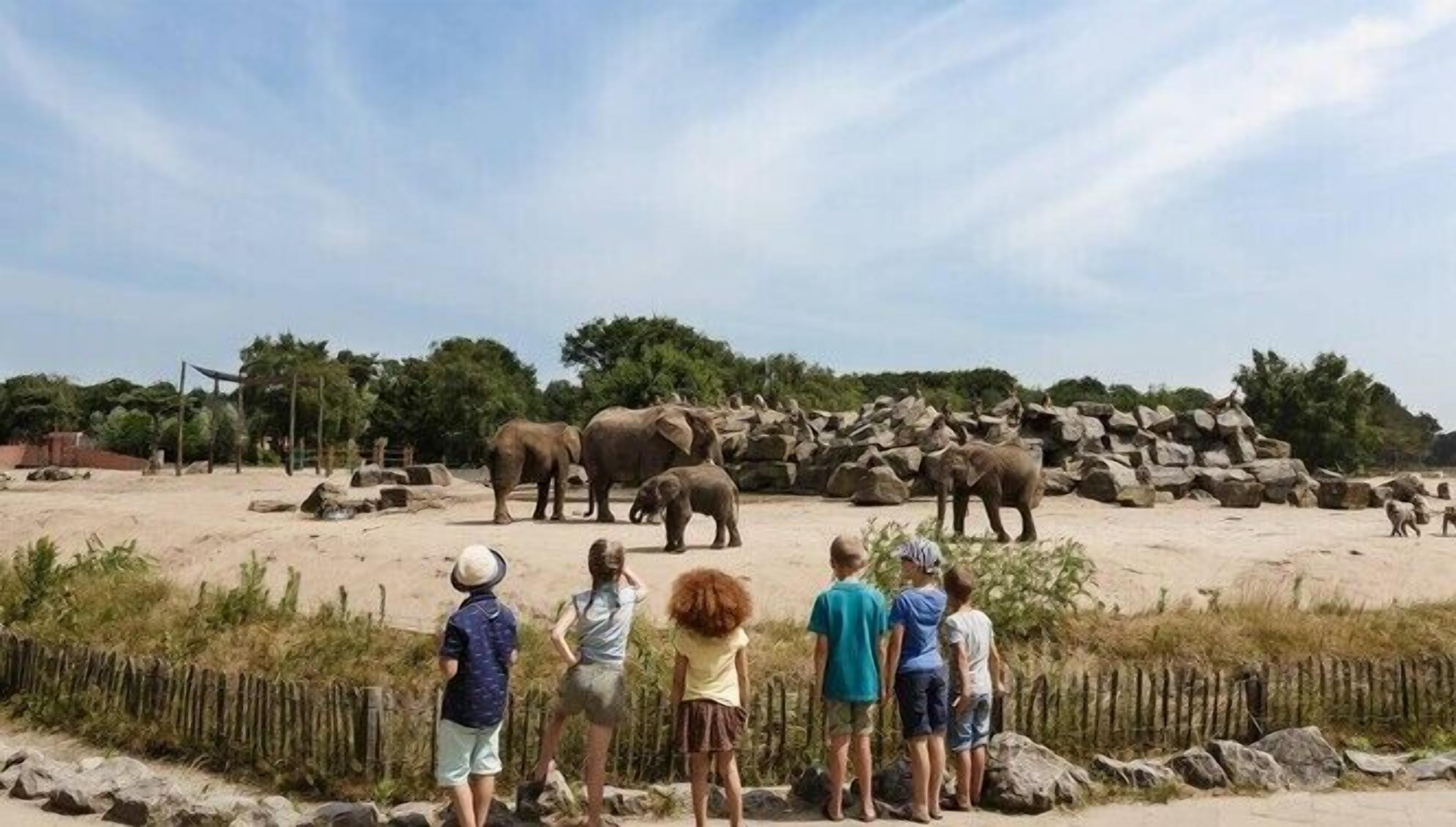 Un grupo de personas observando elefantes en un recinto de zoológico, con rocas y árboles al fondo.