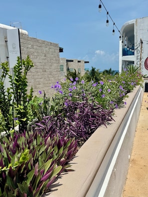 Rooftop terrace