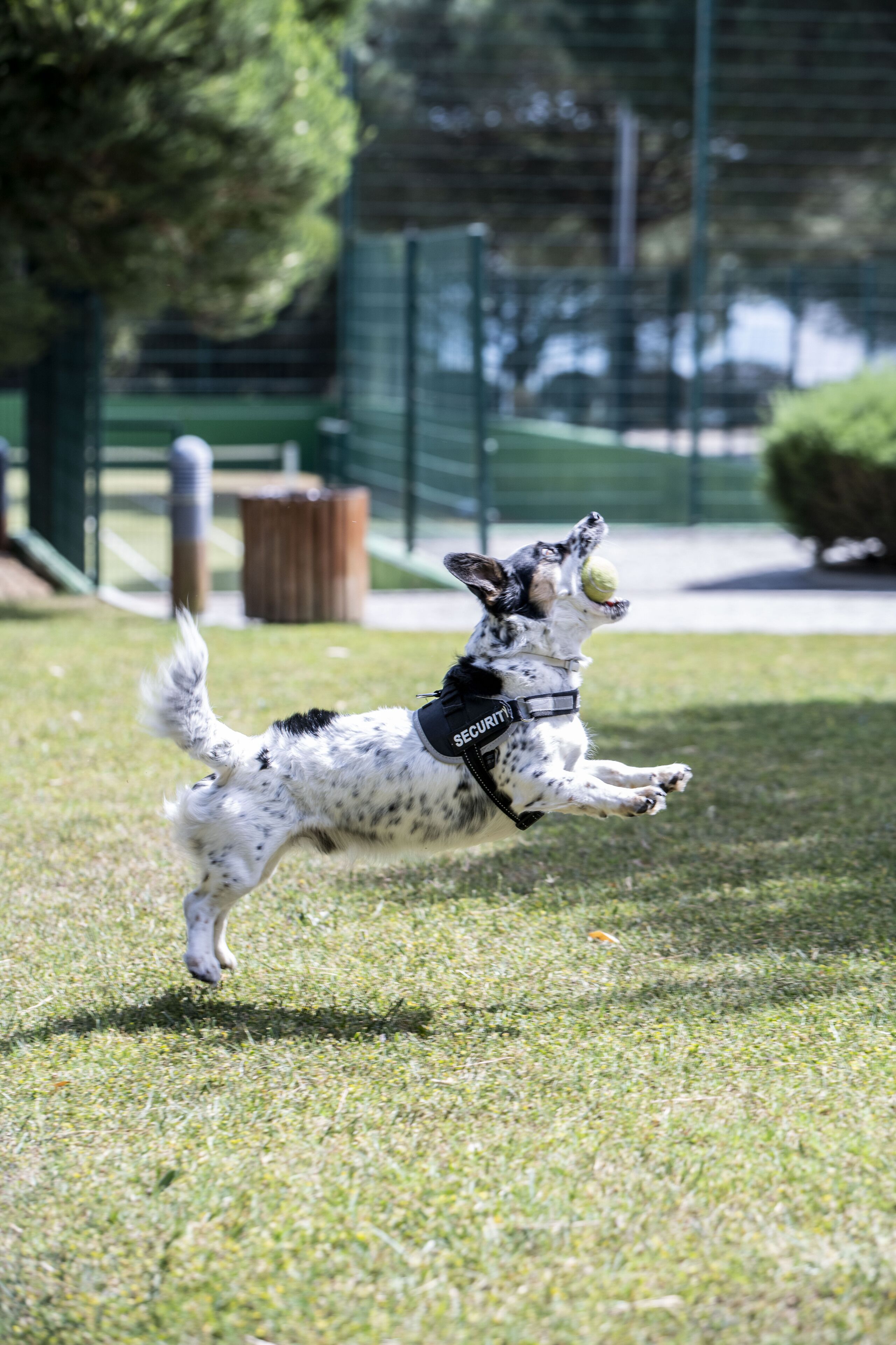 A dog in mid-air, likely jumping or playing, with a leash and a collar that has the word "SECURITY" on it.