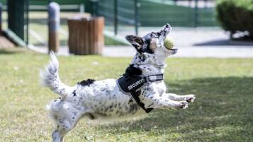A dog in mid-air, likely jumping or playing, with a leash and a collar that has the word "SECURITY" on it.