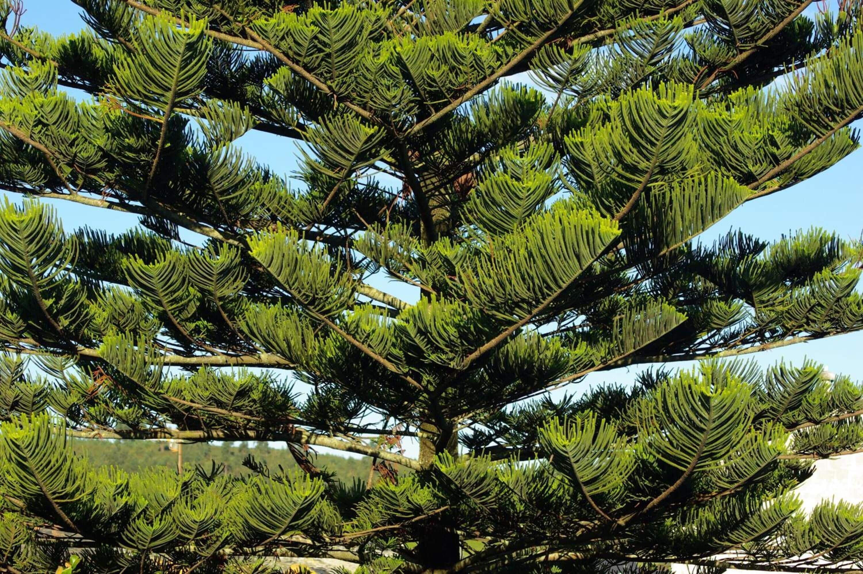 Photo - Palacio Arias