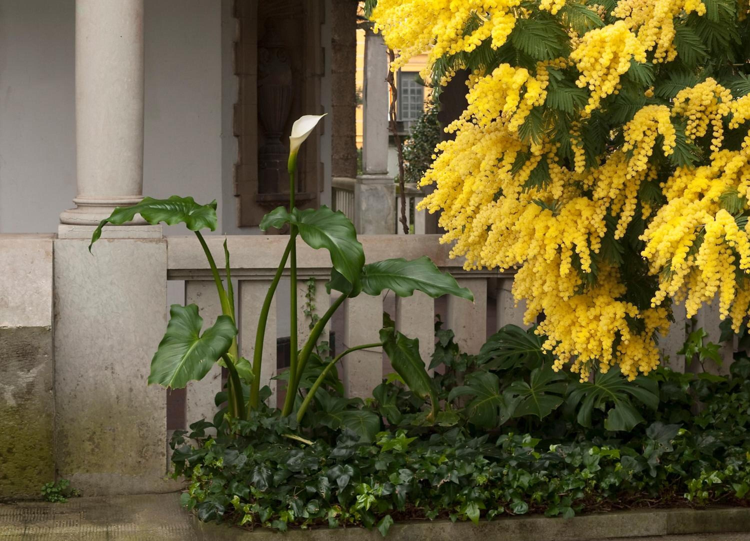 A garden with yellow flowering plants and large green leaves, a white column, and a building in the background.