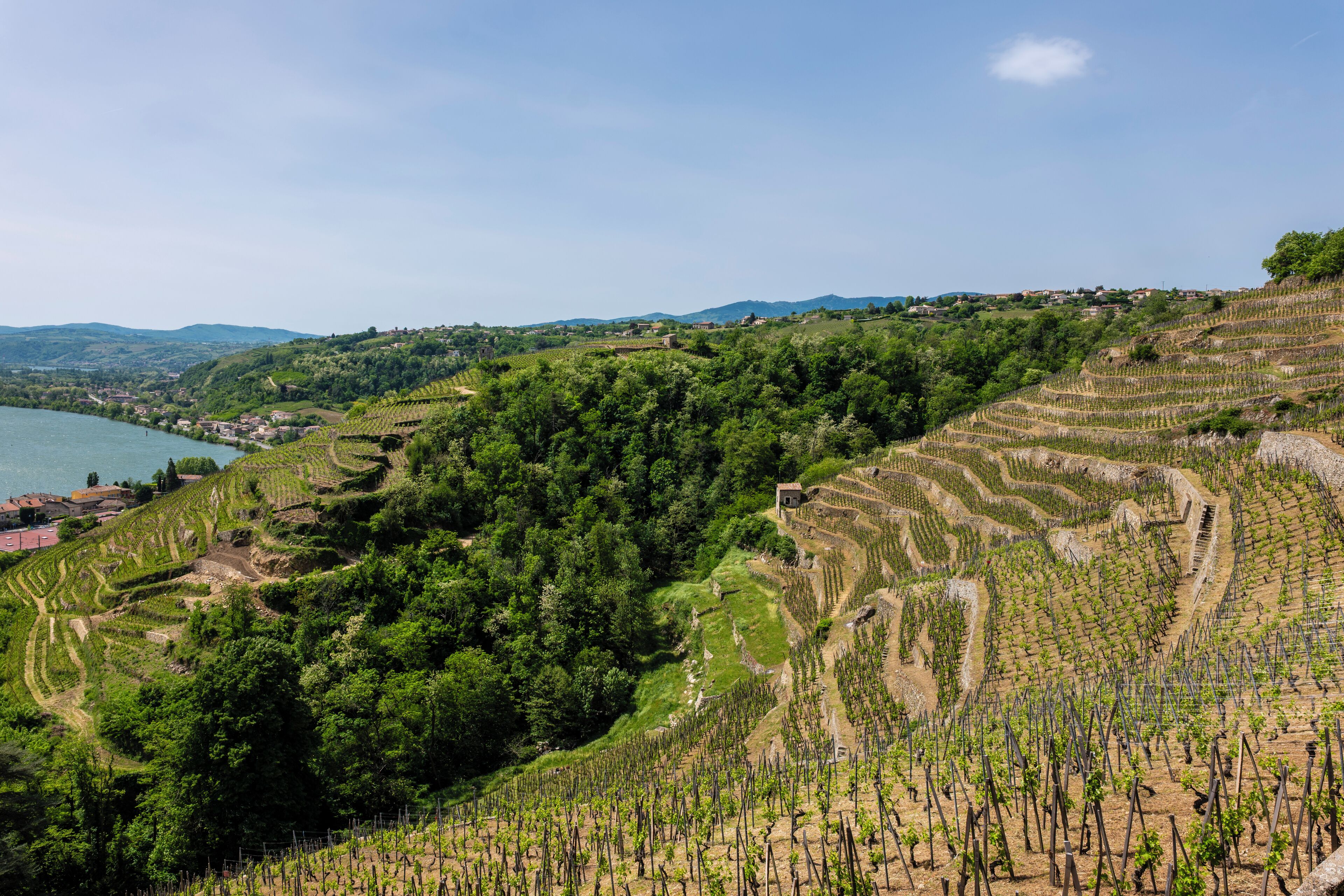 Terraced vineyards with a lake and hills in the background.