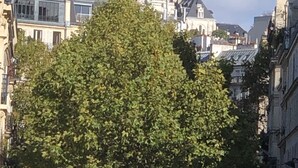 Un edificio histórico con múltiples cúpulas y torres, rodeado de edificios urbanos y árboles.