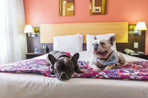 Pet-friendly - Comfort Porto Alegre (Porto Alegre)