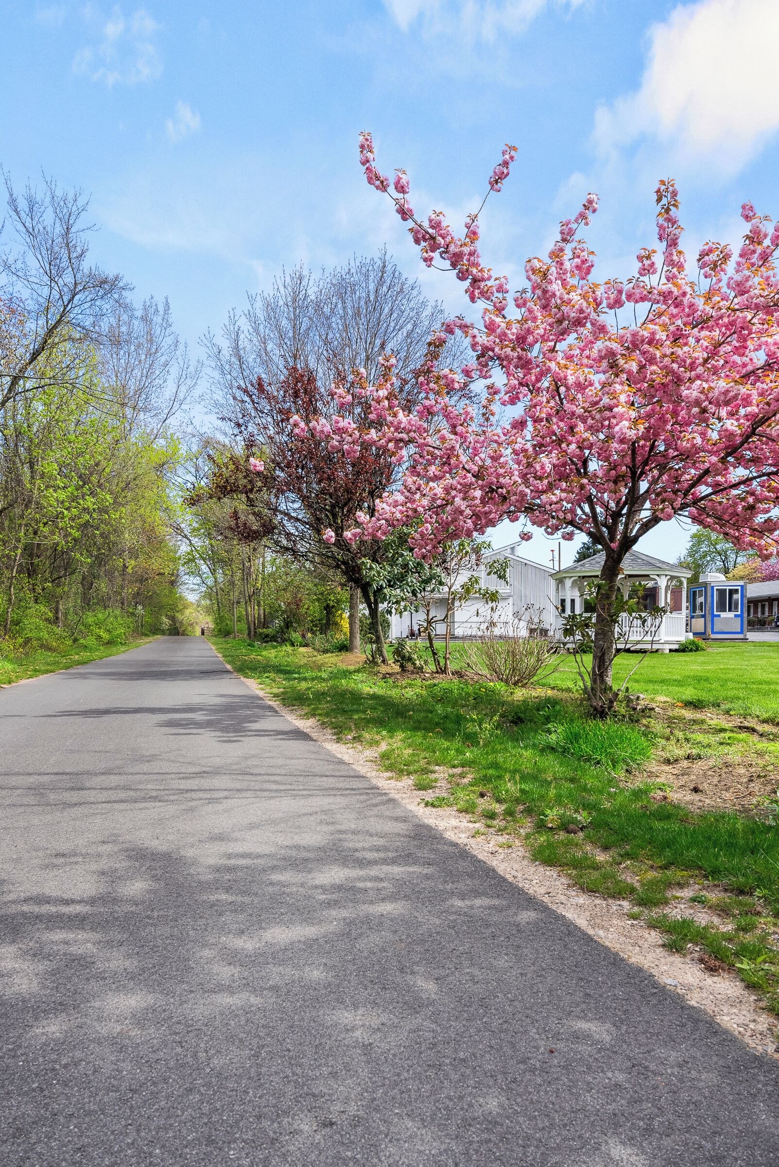 A paved road flanked by blooming trees and a white building with a blue door.