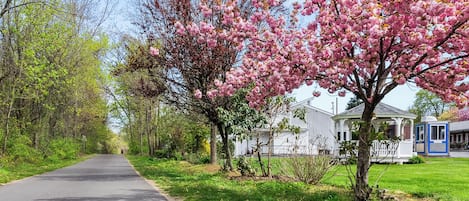 A paved road flanked by blooming trees and a white building with a blue door.