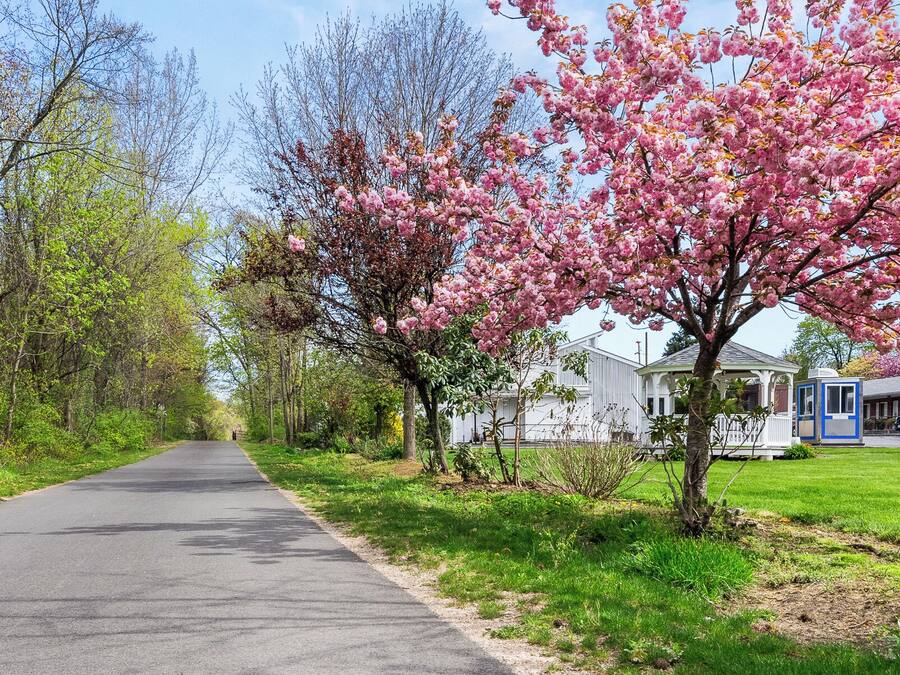 A paved road flanked by blooming trees and a white building with a blue door.