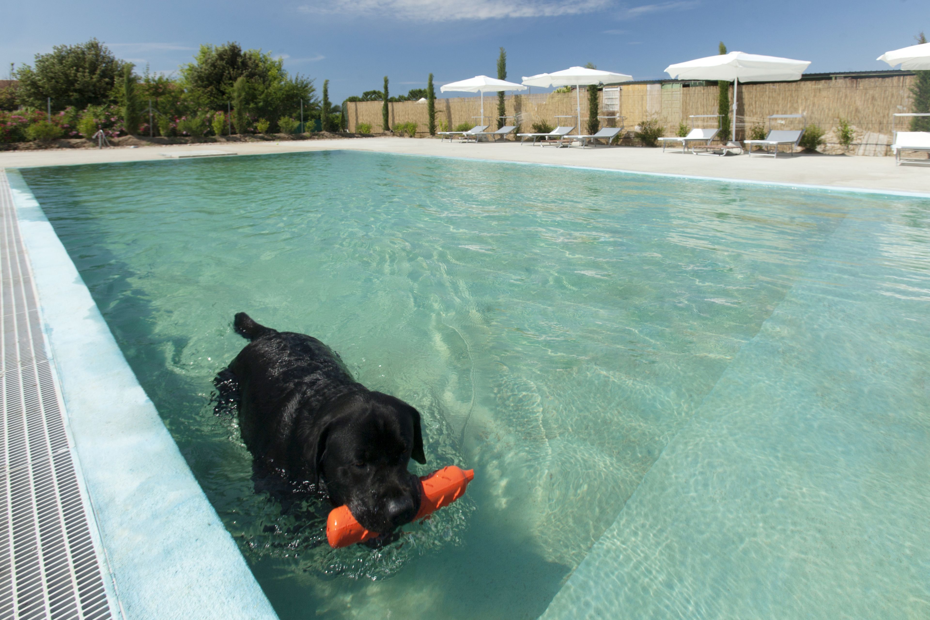 Una piscina con un perro negro sosteniendo un juguete naranja.