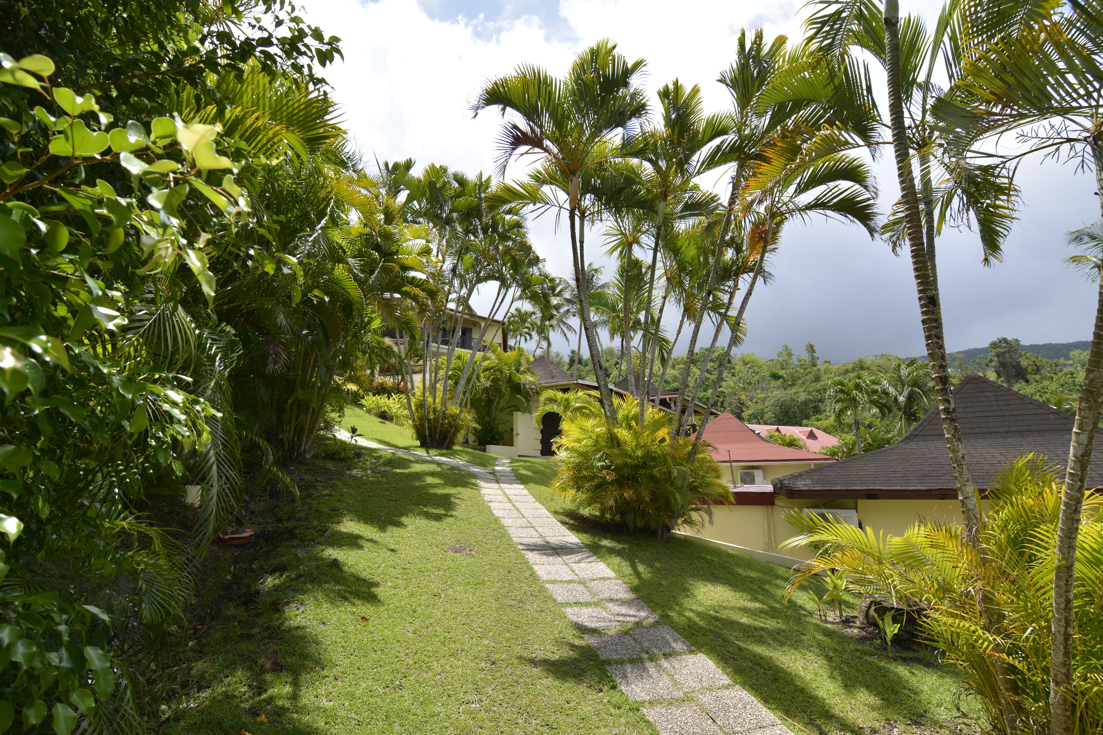 A pathway leading to a building surrounded by lush greenery and palm trees.