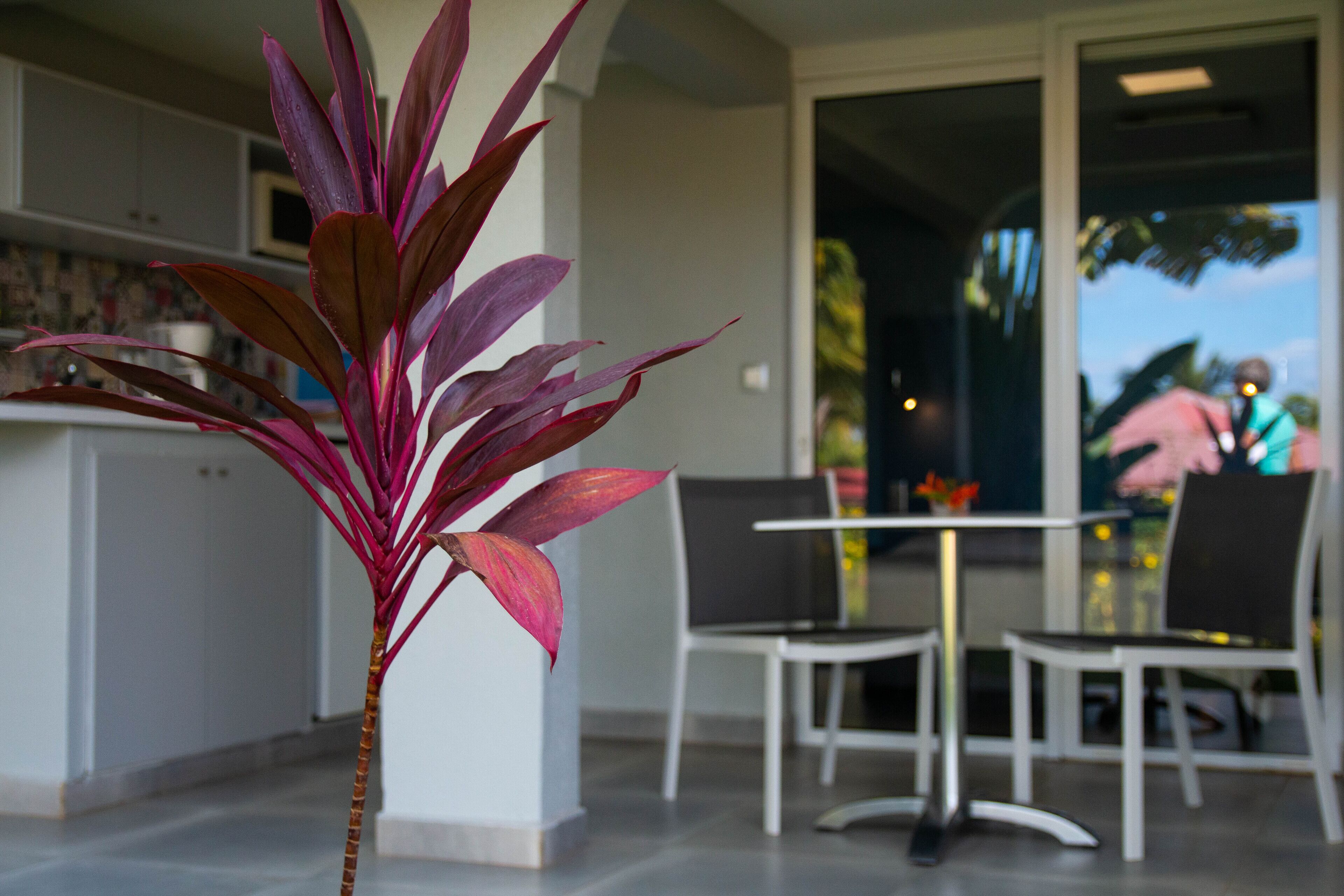 A modern kitchen with white cabinets and a large plant in the foreground.