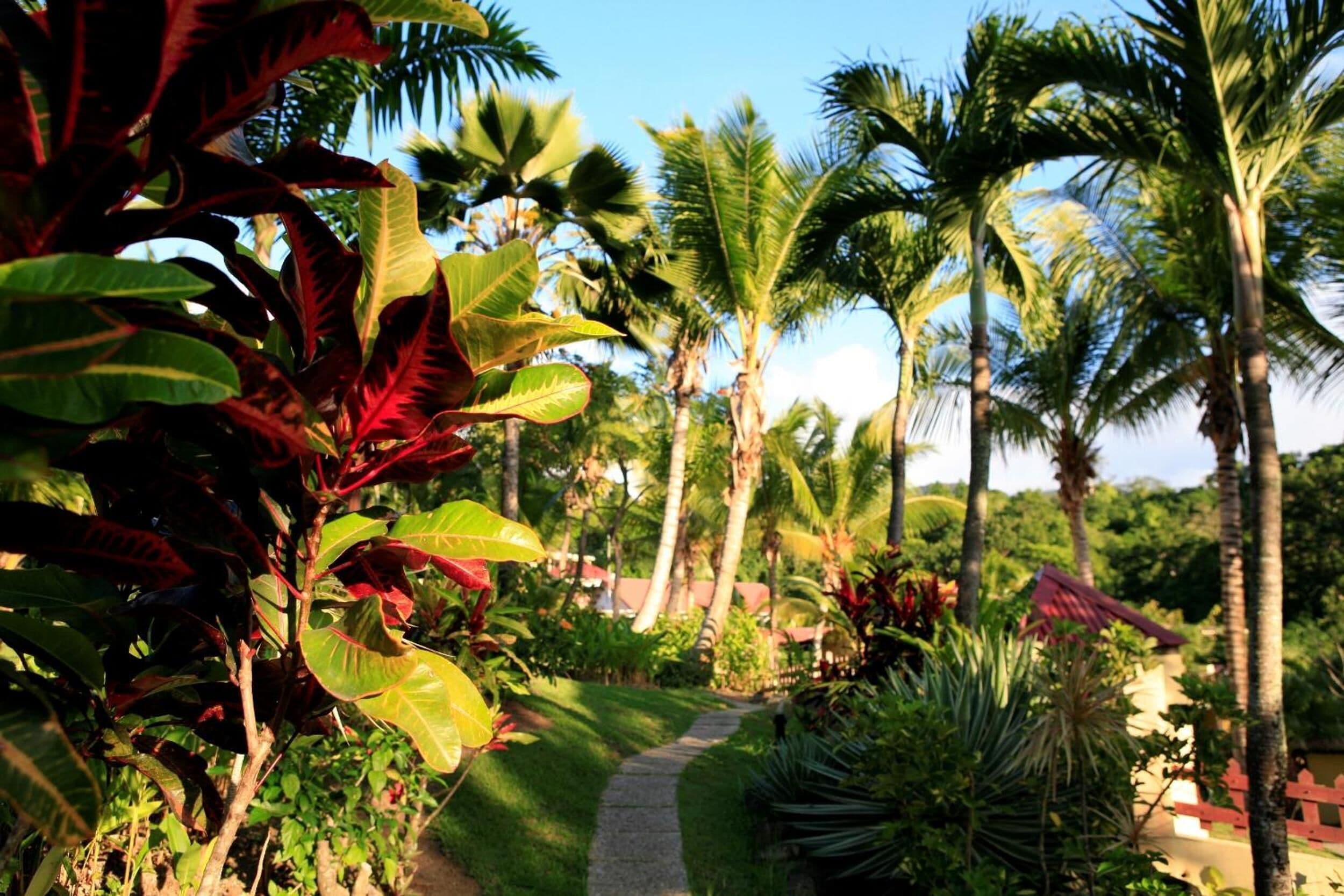A pathway surrounded by lush tropical vegetation and palm trees.