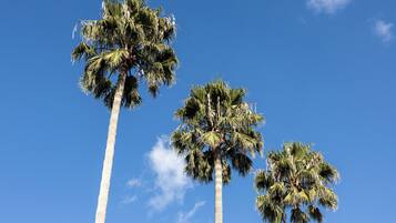 Tres palmeras contra un cielo azul despejado.