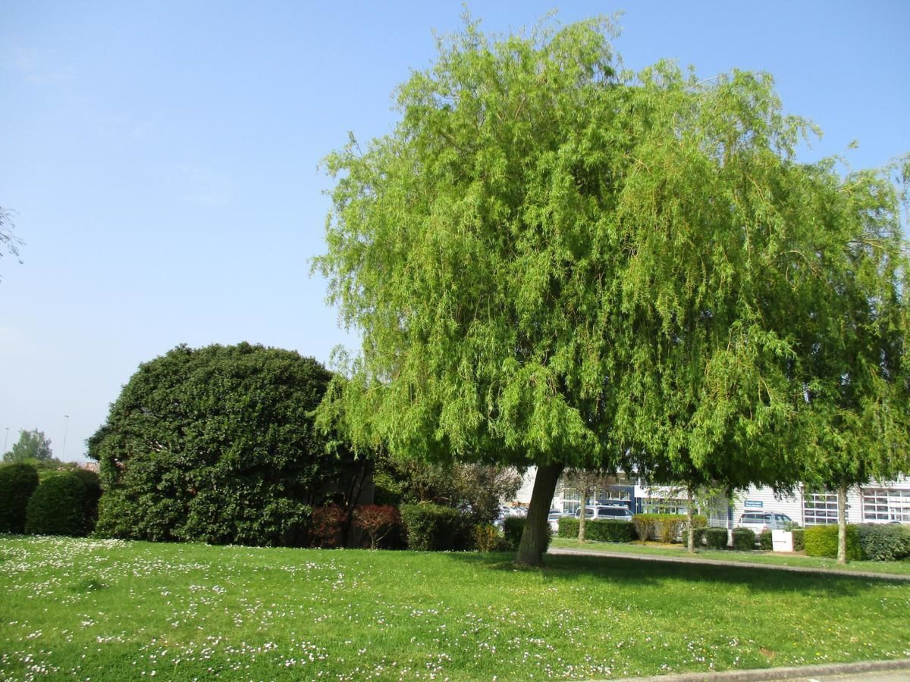Un grand arbre à la ramure touffue, situé dans une zone herbeuse, avec une haie et un bâtiment en arrière-plan.