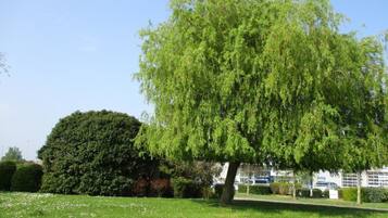 Un grand arbre à la ramure touffue, situé dans une zone herbeuse, avec une haie et un bâtiment en arrière-plan.