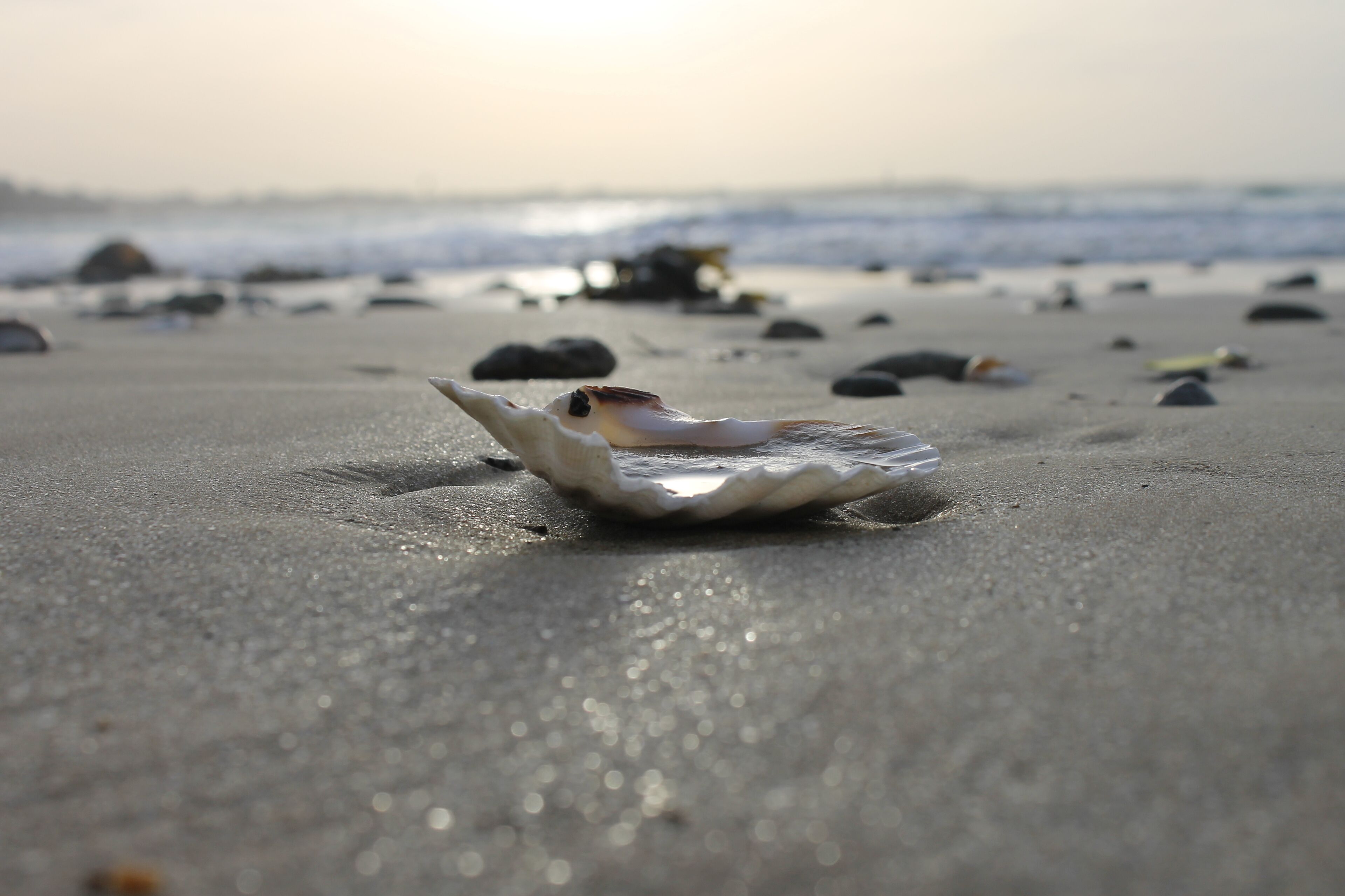 Eine Strandansicht mit einer Muschel im Sand.