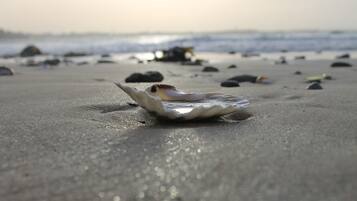 Eine Strandansicht mit einer Muschel im Sand.