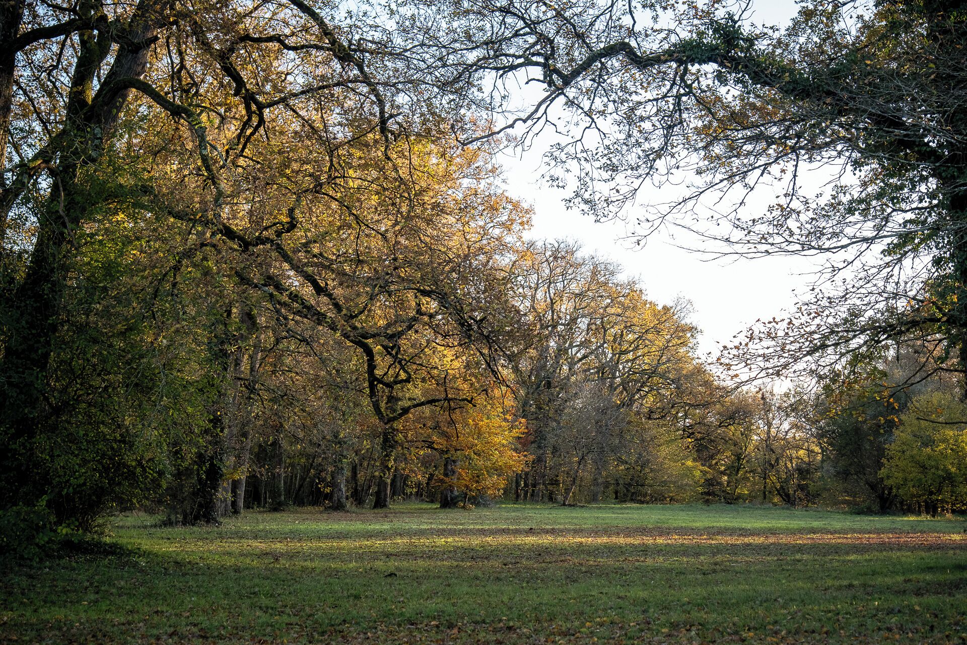 A park with trees and a grassy field.