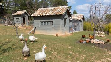 A rustic farm with a small house and a fenced area containing geese and chickens.