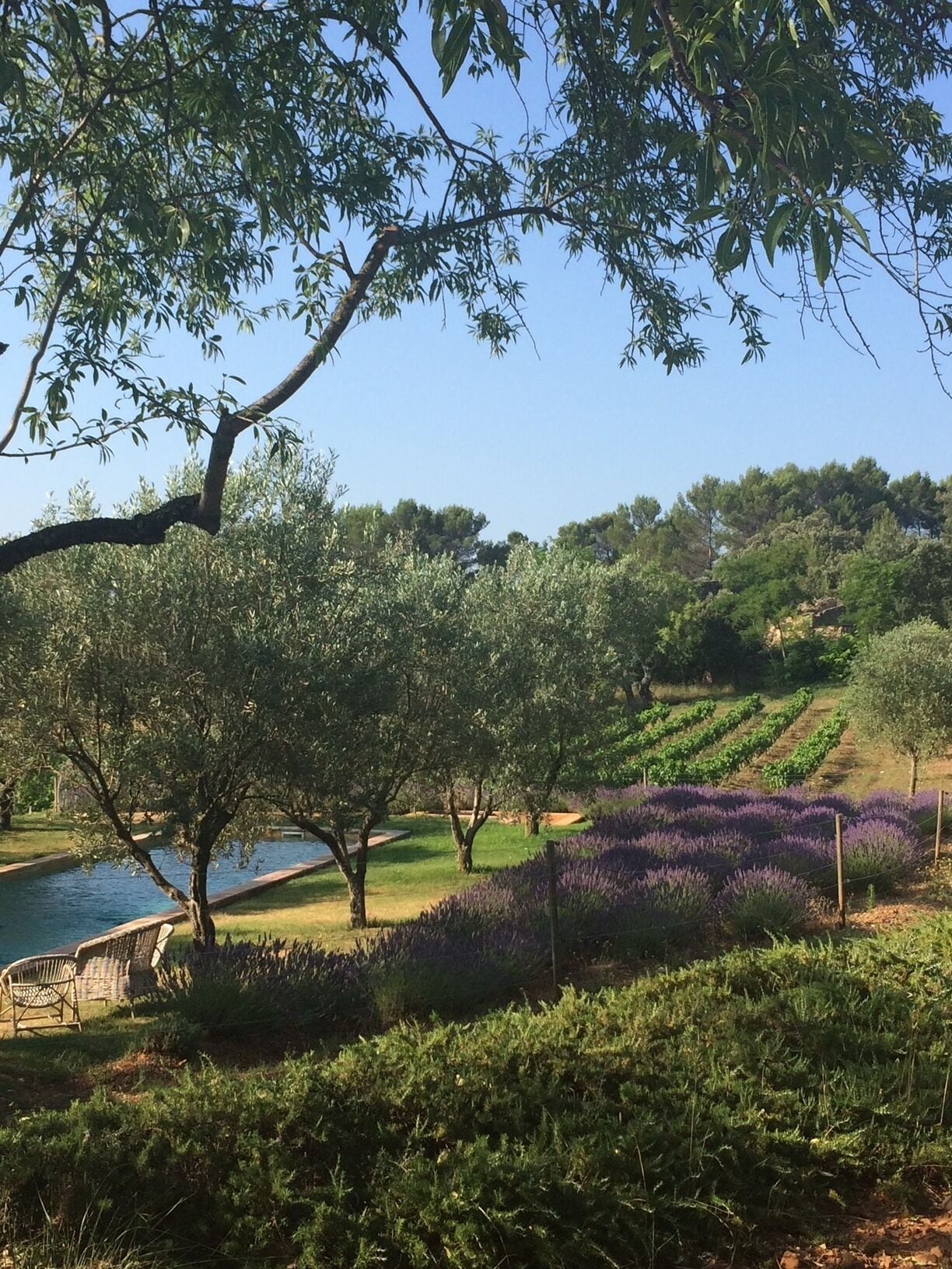 A vineyard with rows of purple flowers, a body of water, and trees.
