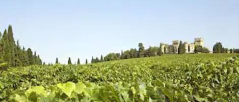 Viñedo con hileras de parras y un castillo al fondo.