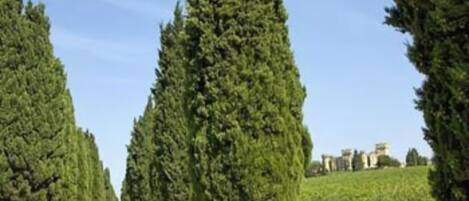 A pathway lined with tall, narrow trees leading to a building complex.