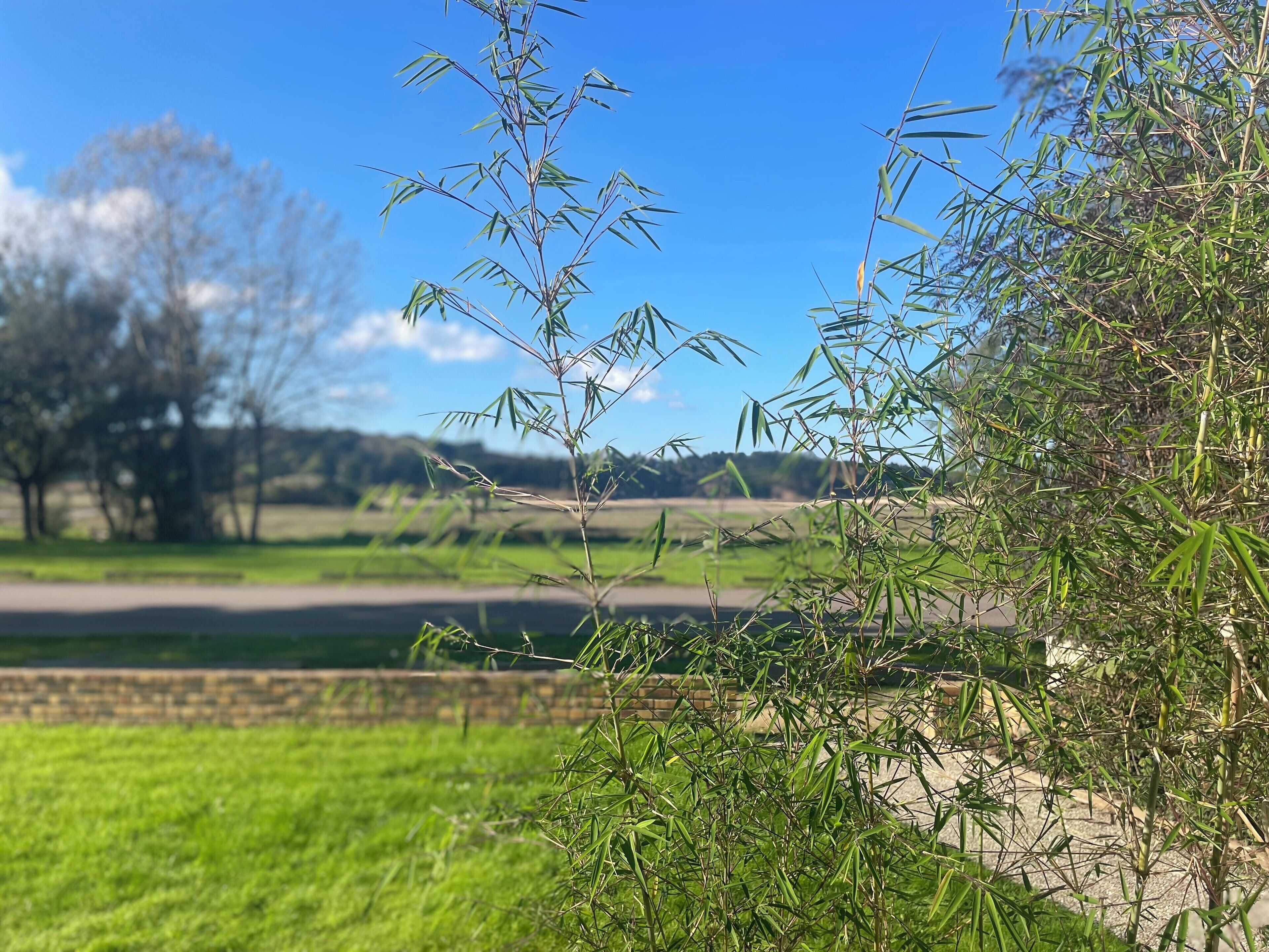 Un paysage rural avec un ciel dégagé, une route et des champs verdoyants.