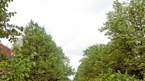 A tree-lined street with parked cars and pedestrians. - Max Hotel Amsterdam (Amsterdam)
