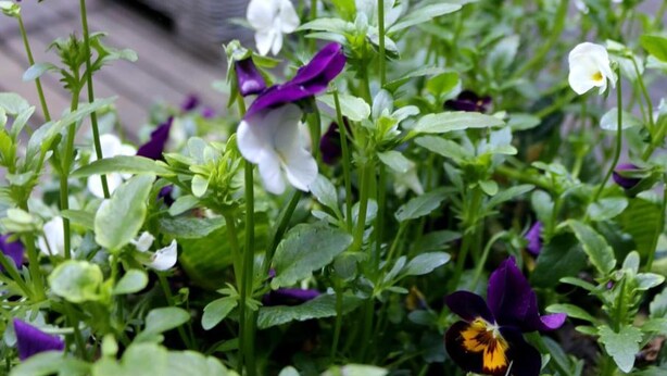 A garden with a variety of flowers in the foreground and a dark-colored outdoor seating area in the background. - Max Hotel Amsterdam (Amsterdam)