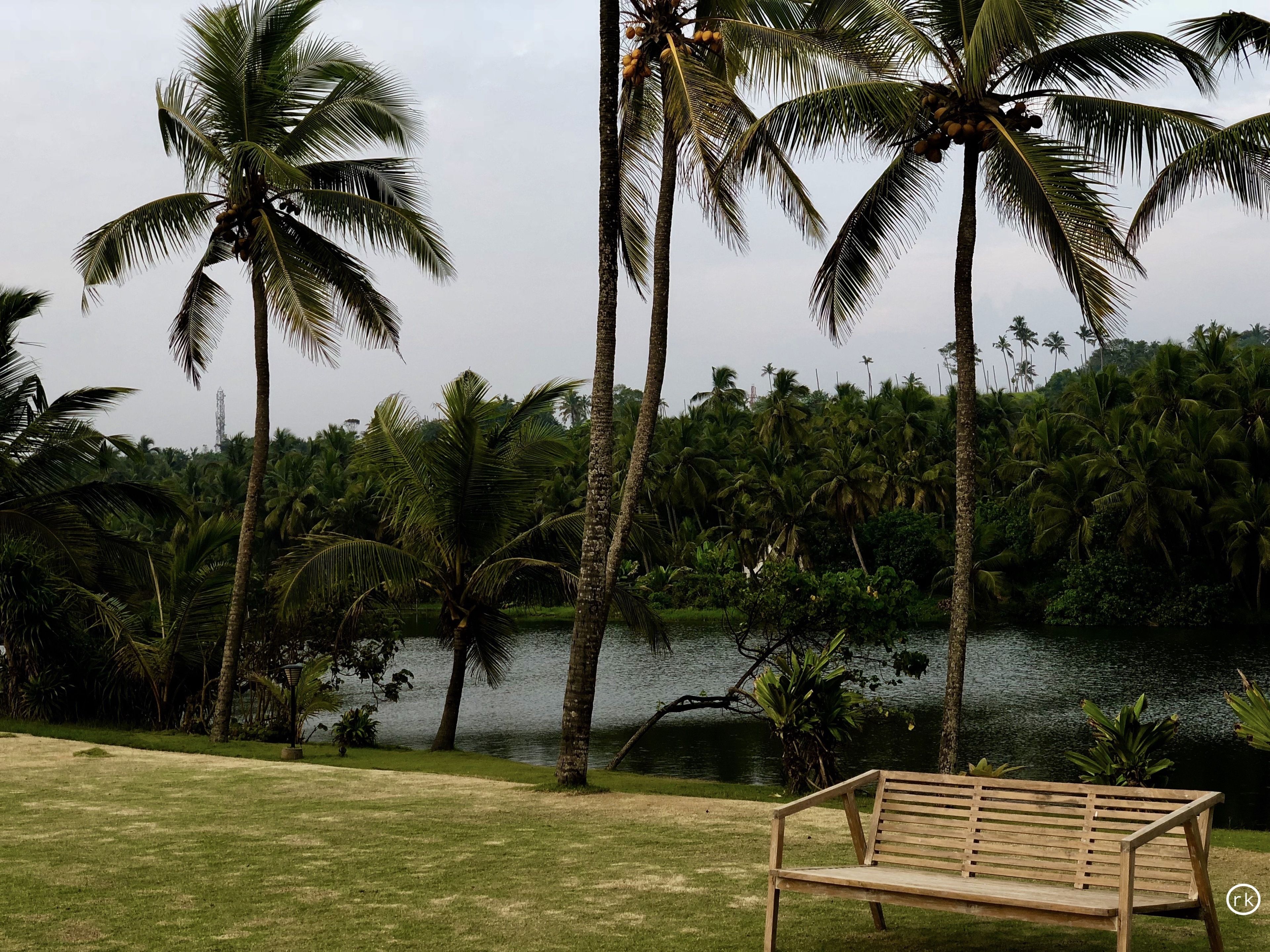 A wooden bench in a grassy area with palm trees and a body of water in the background.