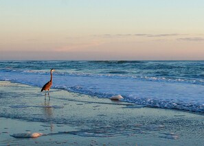 View from property - Club Sea Oats (Daytona Beach Shores)