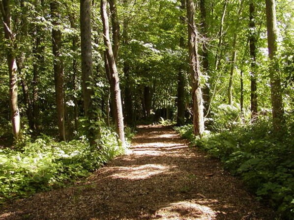 Un sendero boscoso rodeado de árboles altos.