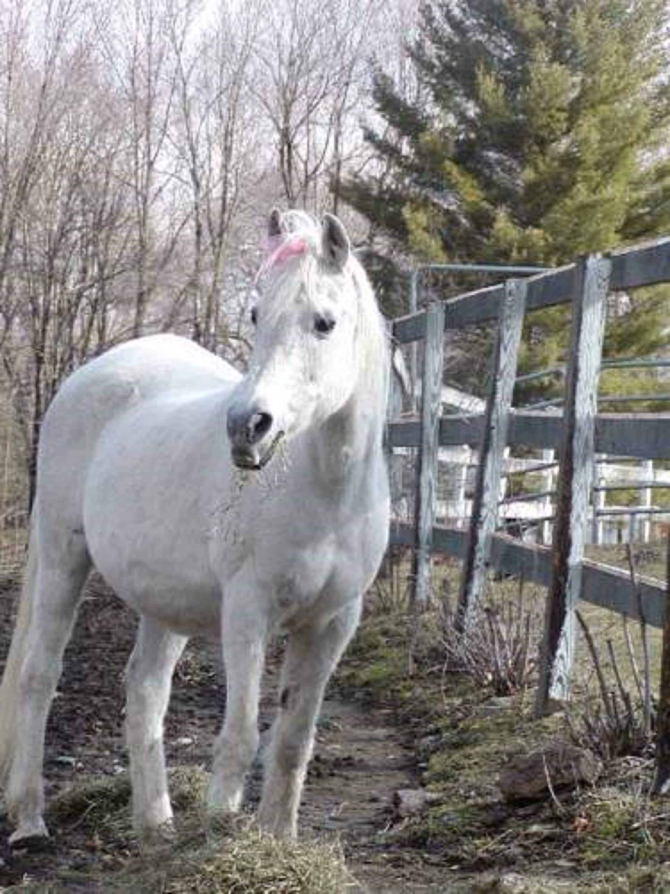 Un caballo blanco con un lazo rosa en la crin, parado en un área cercada con árboles y una valla de madera al fondo.