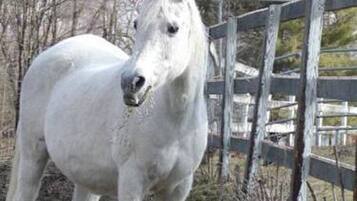 Un caballo blanco con un lazo rosa en la crin, parado en un área cercada con árboles y una valla de madera al fondo.