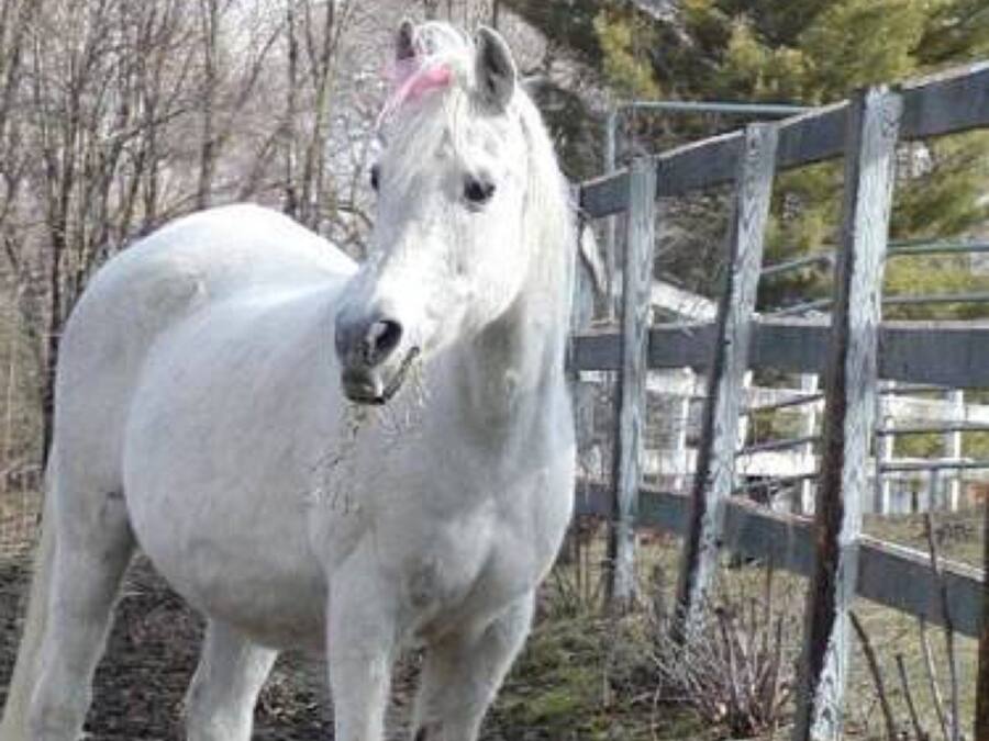 Un caballo blanco con un lazo rosa en la crin, parado en un área cercada con árboles y una valla de madera al fondo.