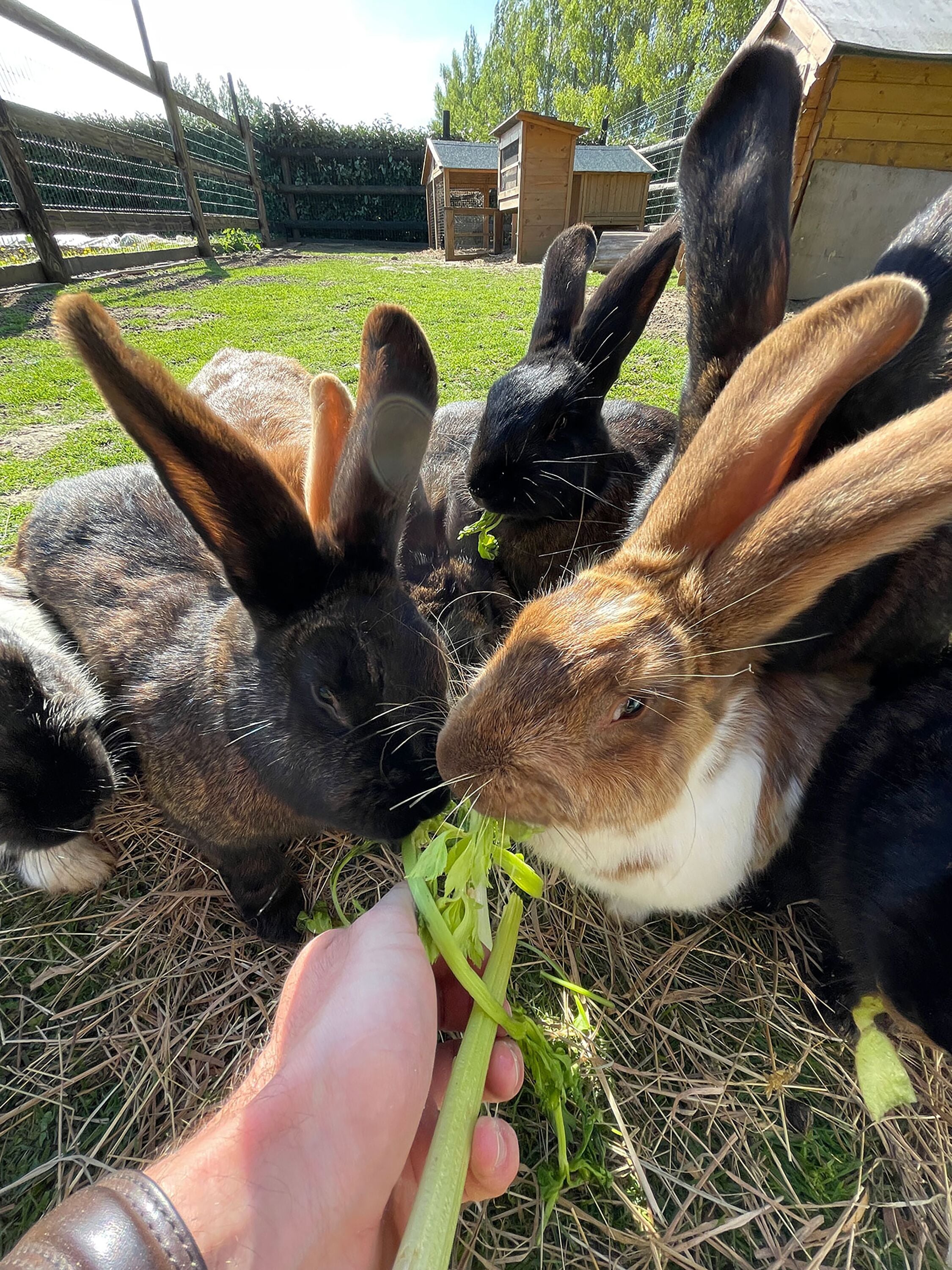 children’s activities