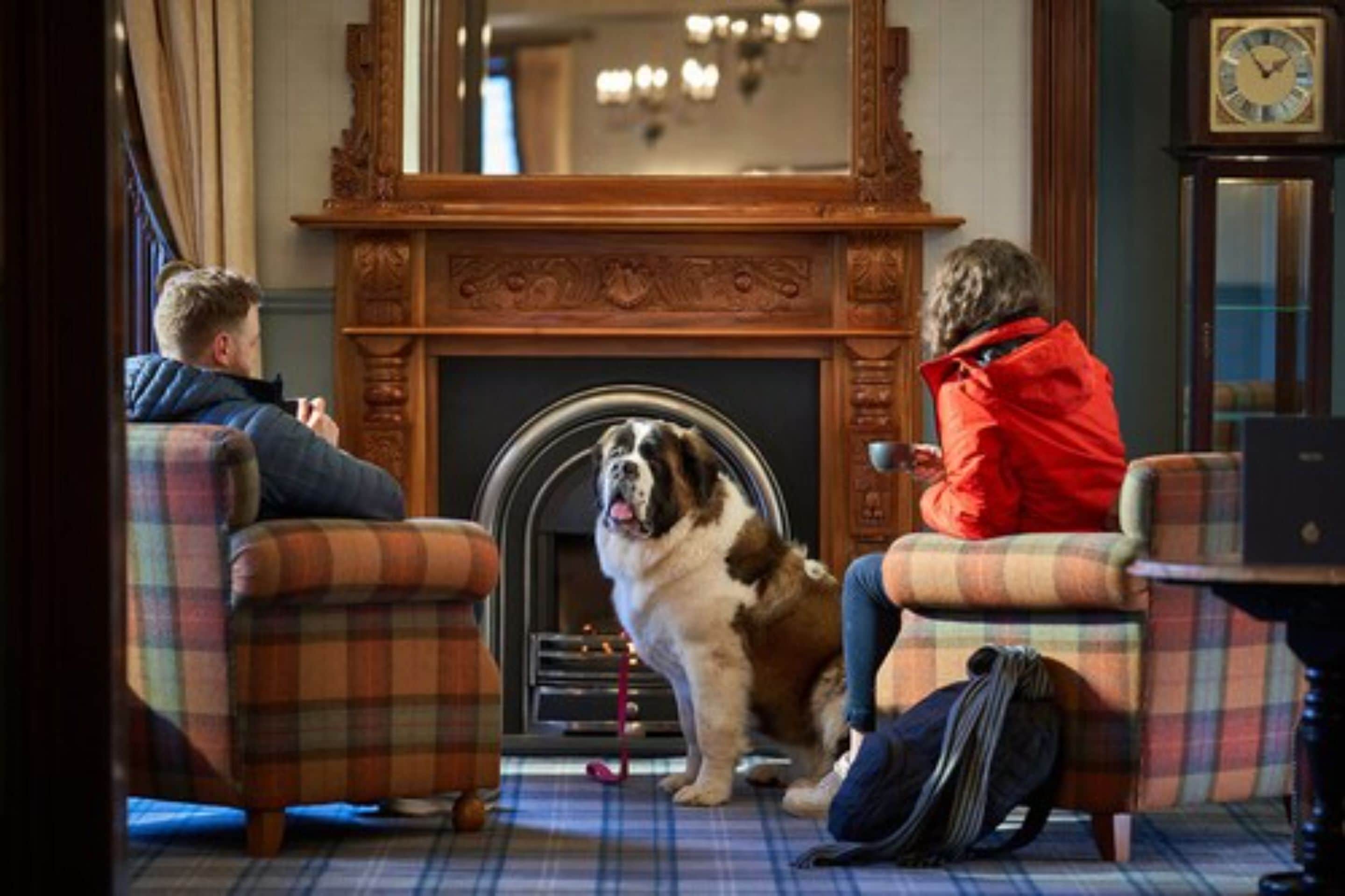 Une pièce avec une cheminée, deux fauteuils à motifs écossais, un grand chien et une horloge au mur.