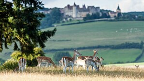 Um grupo de veados pastando em um campo com um castelo ao fundo.
