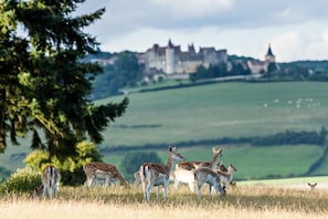 A group of deer grazing in a field with a castle in the background. - Château Sainte Sabine (Sainte-Sabine)