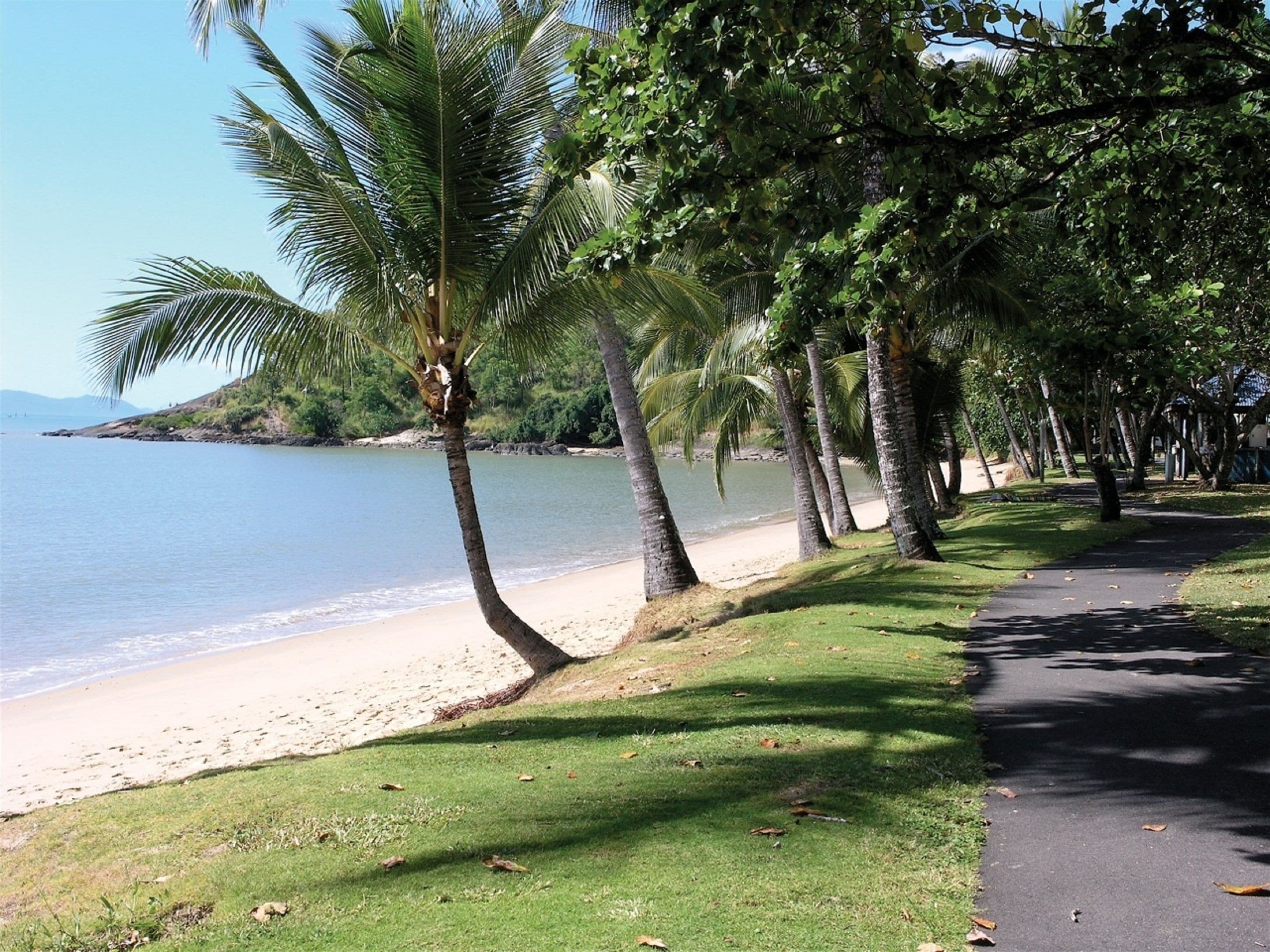 A beach path lined with palm trees and a view of the ocean.