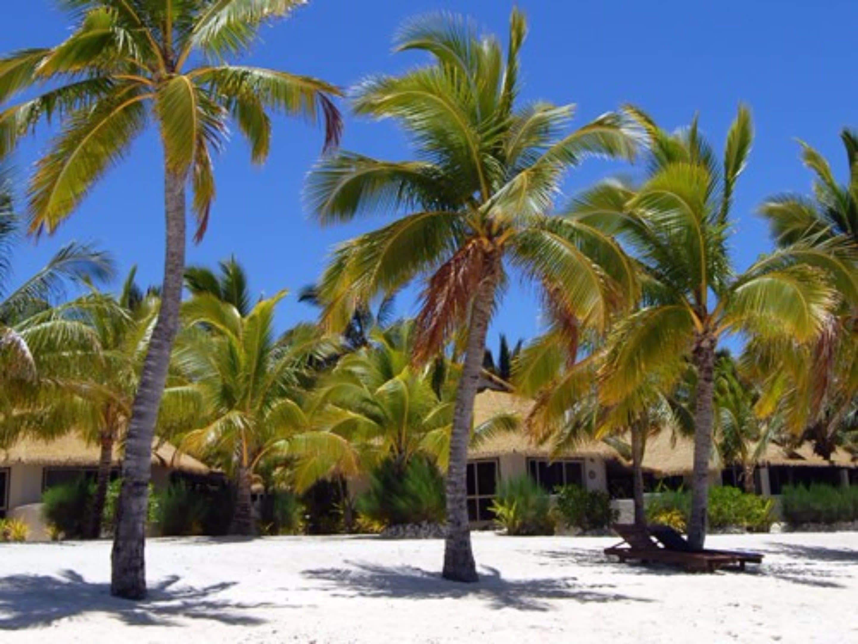 A beach with palm trees and a thatched-roof building.
