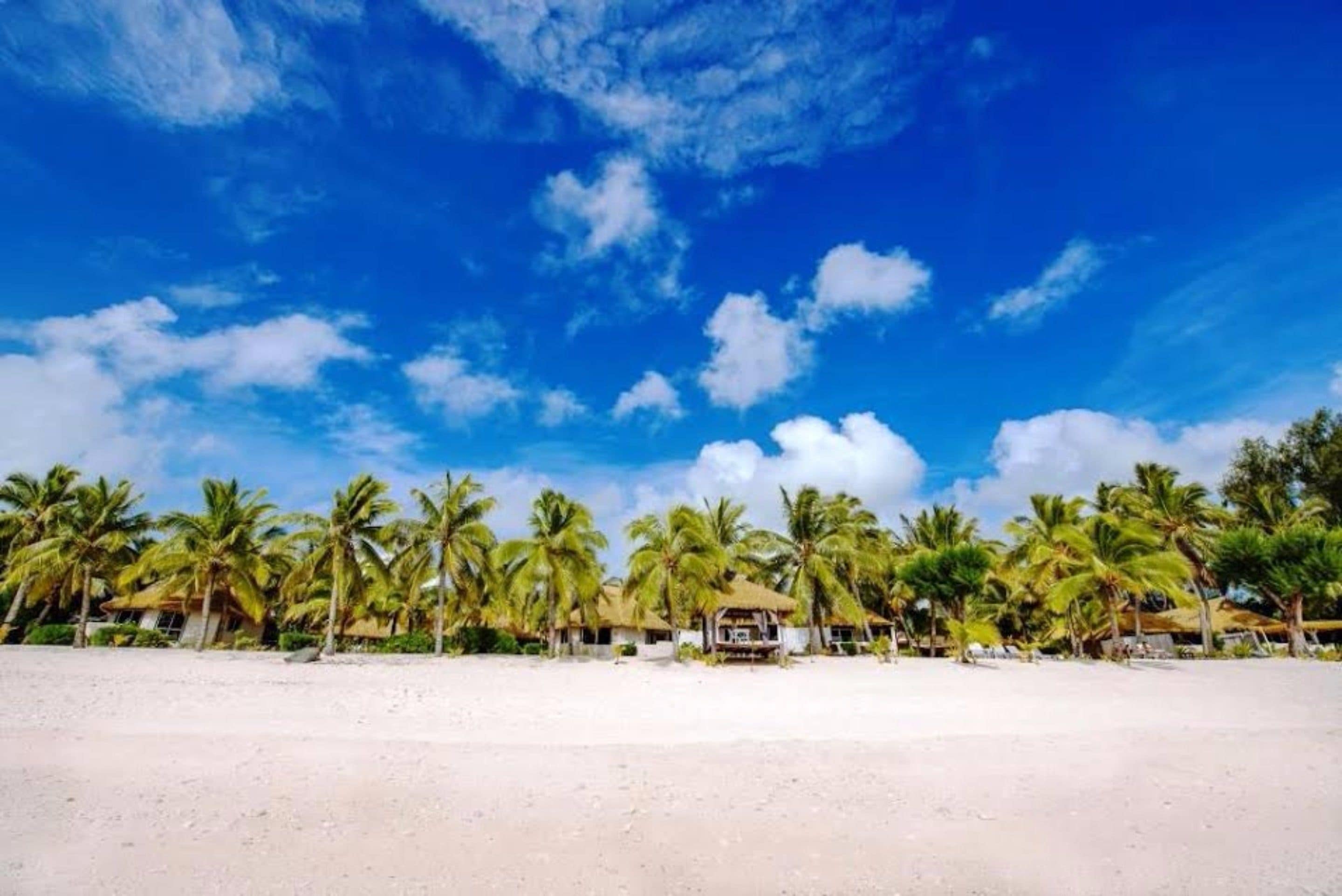 Una playa con palmeras y cielo despejado.