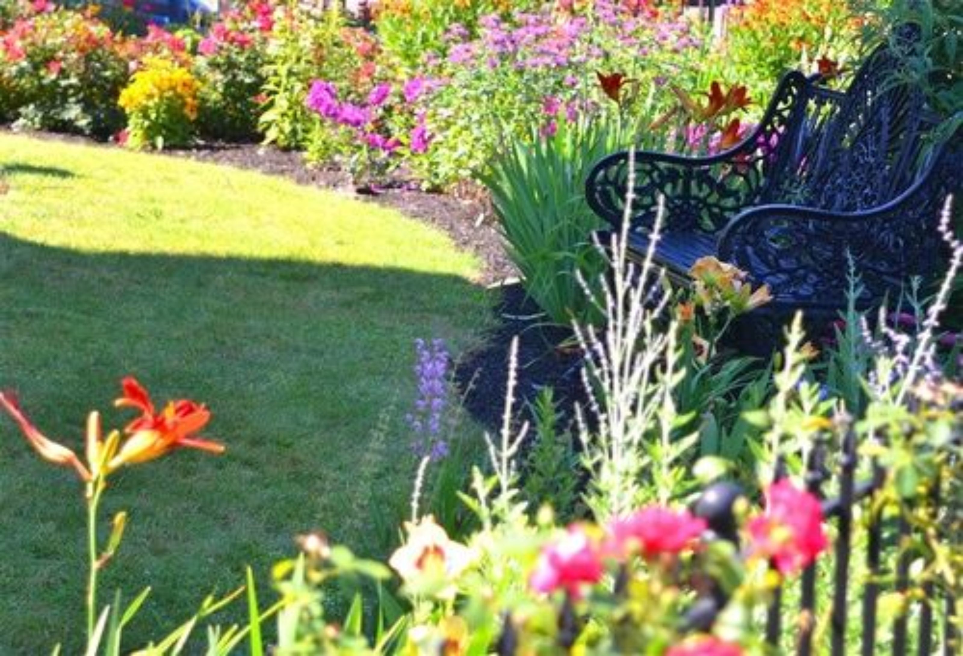 A garden with a bench and various plants.