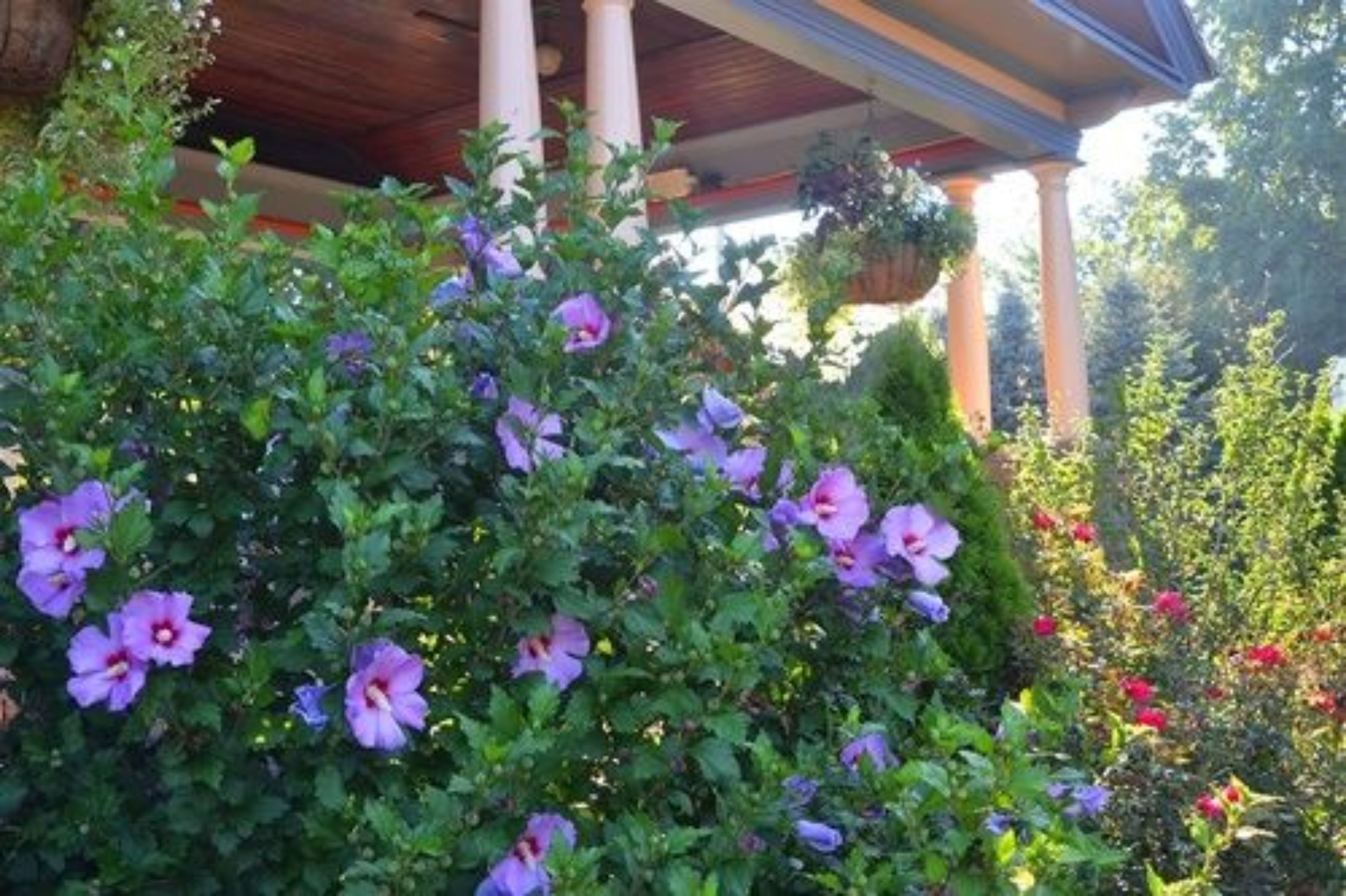 Un jardin agrémenté de fleurs violettes et d’une tonnelle en bois.