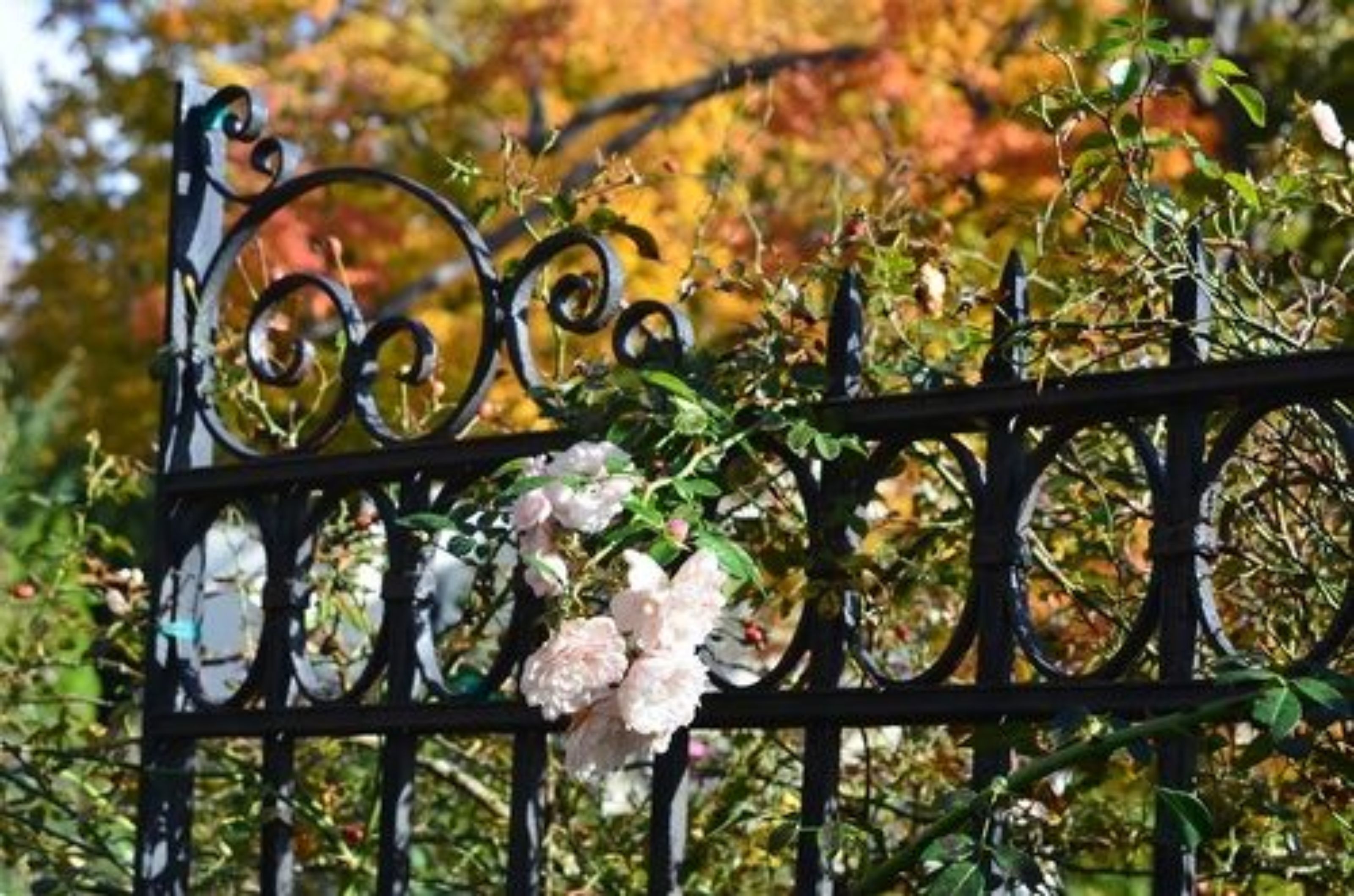 Une clôture en fer forgé agrémentée d’une composition florale de roses roses.