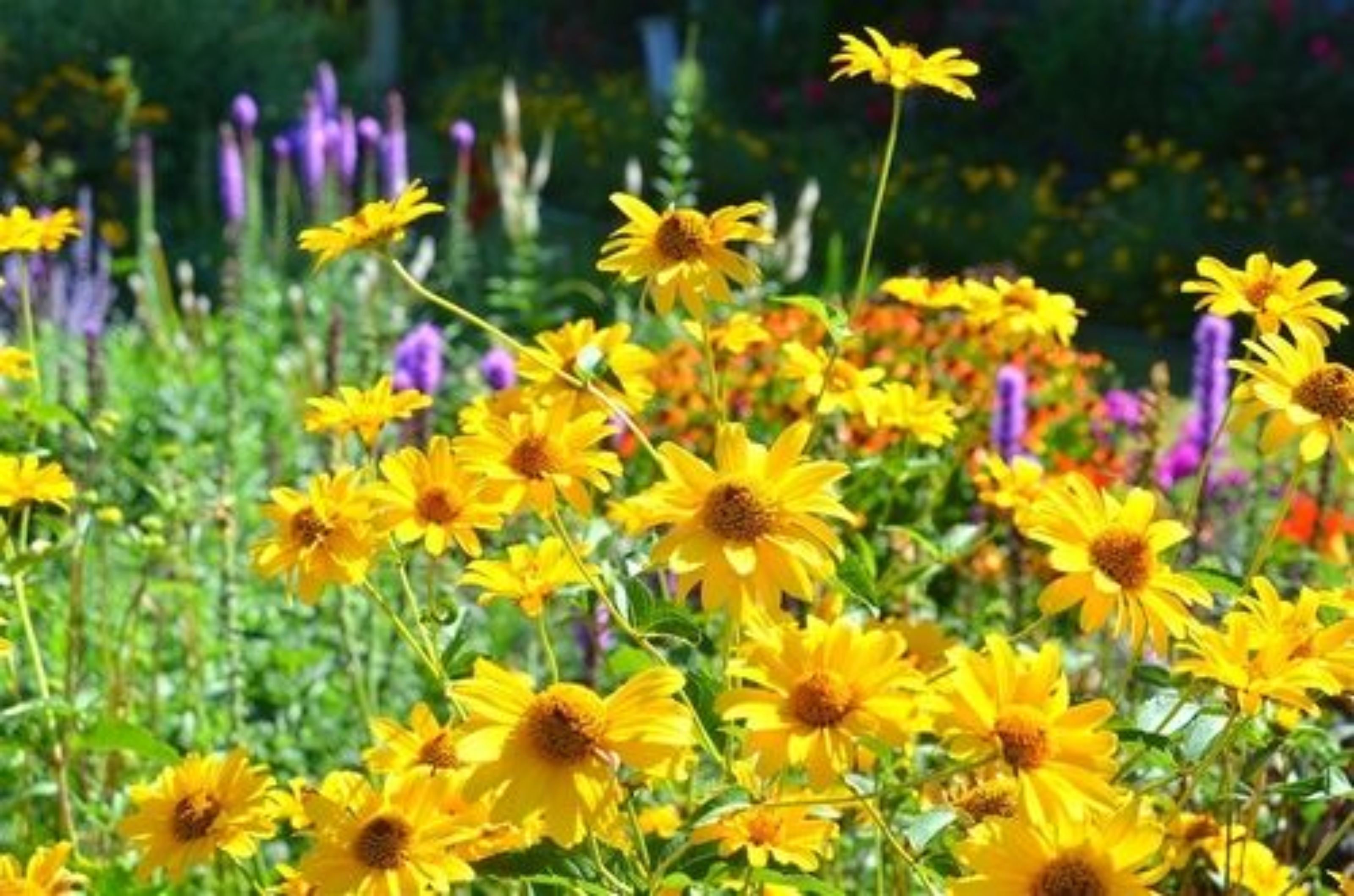 A garden with yellow flowers and green foliage.