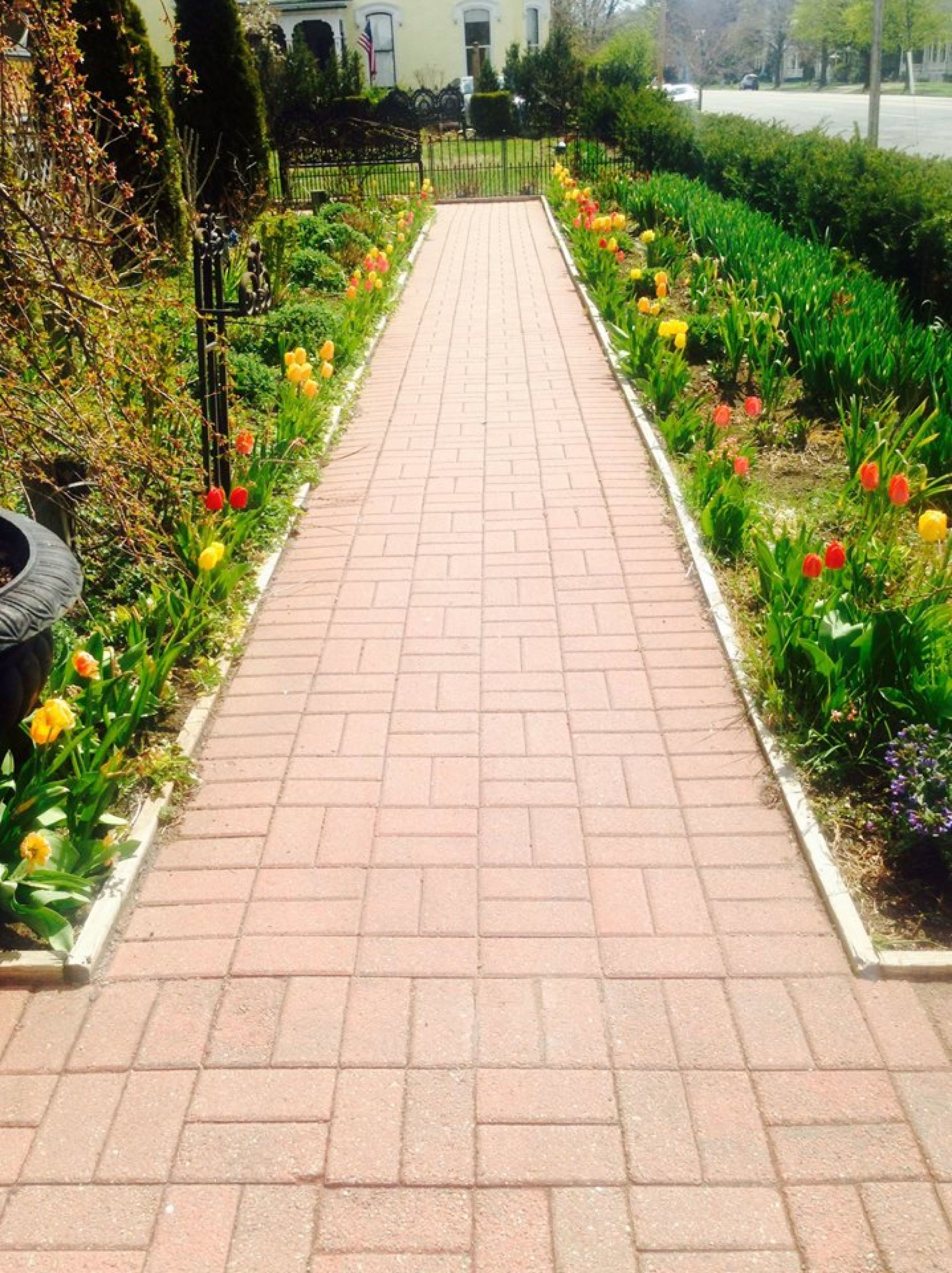A paved pathway flanked by flower beds with tulips and other plants.