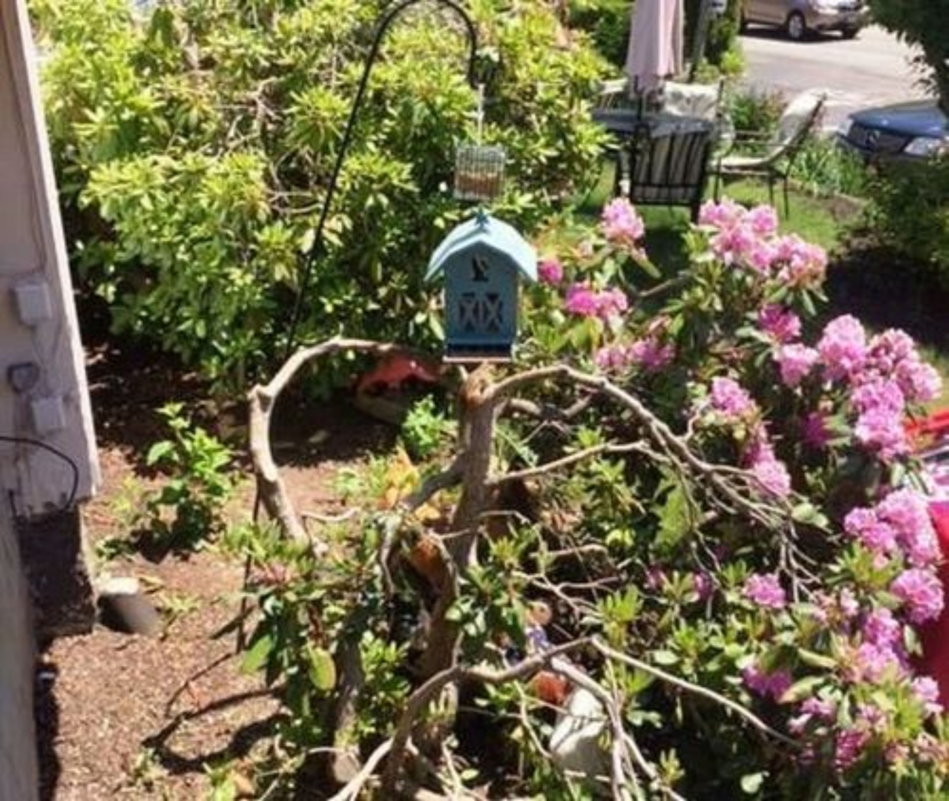 A garden with a birdhouse on a tree branch.